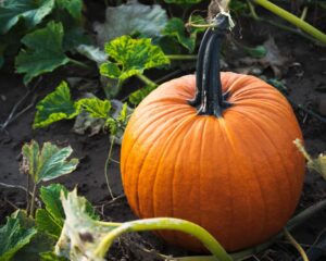 What Is The Difference Between Pie Pumpkins and Carving Pumpkins